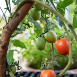 Share the Food & Fun at the Plant Based Potluck Party Link Up #35